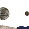 Rare Gold Kaliyan Fanam Coin of Travancore State, Princely State of Travancore, XF - Image 4